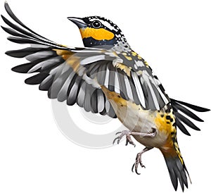 Spotted pardalote bird. Bird clipart. AI-generated.