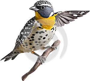 Spotted pardalote bird. Bird clipart. AI-generated.