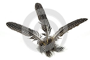 Spotted Patterned and Textured Guinea Fowl Feathers on White