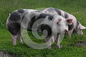 Spotted pietrian breed pigs grazing at animal farm