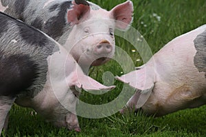 Spotted pietrian breed pigs grazing at animal farm on pasture