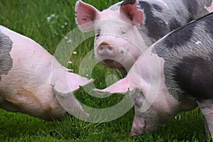 Spotted pietrian breed pigs grazing at animal farm on pasture