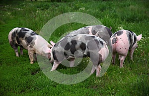 Spotted pietrian breed pigs grazing at animal farm on pasture