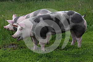 Pietrain breed pigs graze on fresh green grass on meadow photo