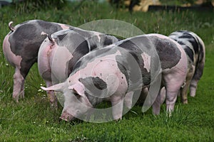 Pietrain breed pigs graze on fresh green grass on meadow photo