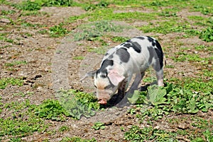 Spotted pig