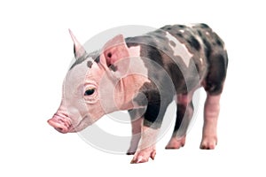 Spotted pig