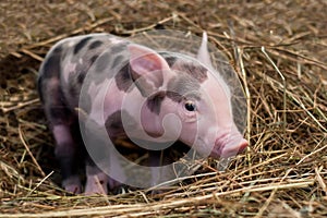 Spotted pig