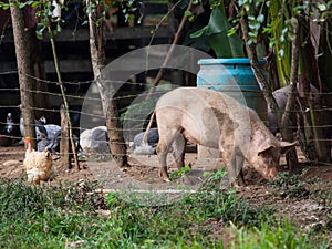 Spotted Pig