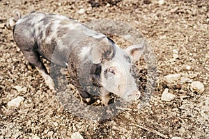 Spotted pig