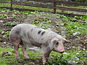 Spotted pig in mountain pasture in summer