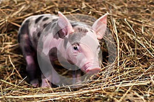Spotted pig