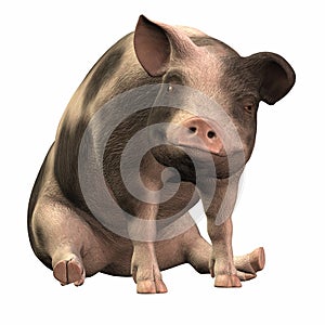 Spotted Piggie - 01