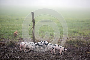 spotted piglets on organic farm in the netherlands