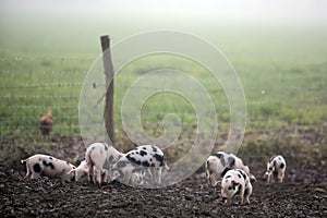 spotted piglets on organic farm in the netherlands