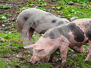 Spotted pigs on a mountain pasture