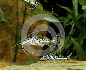 Spotted Pimelodus or Pictus Catfish, pimelodus pictus