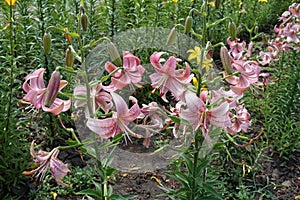Spotted pink down facing flowers of lilies in June