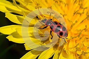 Spotted Pink Lady Beetle - Coleomegilla maculata