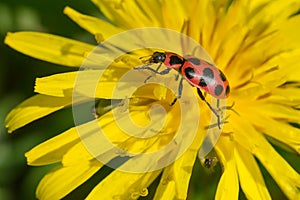 Spotted Pink Lady Beetle - Coleomegilla maculata