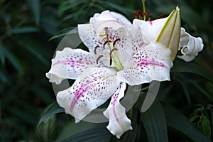 Spotted pink and purple easter Lilly