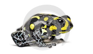 Spotted poison frog, Spotted poison frog, isolated