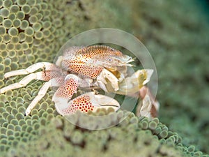 Spotted porcelain crab, Neopetrolisthes maculatus. Pulisan, North Sulawesi