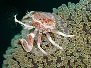 Spotted porcelain crab, Neopetrolisthes maculatus. Pulisan, North Sulawesi