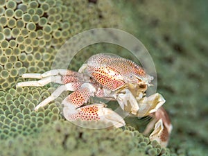 Spotted porcelain crab, Neopetrolisthes maculatus. Pulisan, North Sulawesi