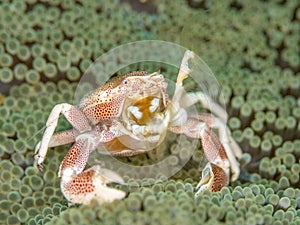 Spotted porcelain crab, Neopetrolisthes maculatus. Pulisan, North Sulawesi