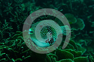 Spotted porcupine fish against coral