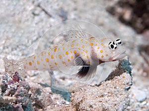 Spotted prawn-goby