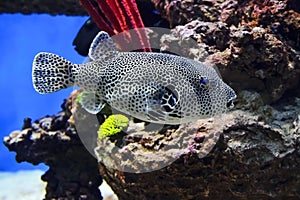 Spotted puffer fish photo