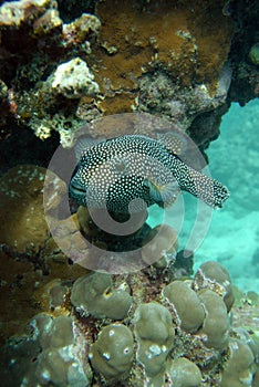 Spotted puffer fish swimming through coral