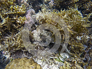 Spotted pufferfish in seaweed. Coral reef underwater photo. Tropical sea shore snorkeling or diving.