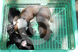 Spotted puppies sleeping in plastic green basket. Dog fur coats shine under the sun`s rays. The plastic crate has become a rest