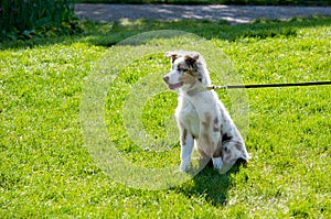 Spotted puppy on a leash