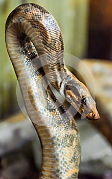 Spotted python photo