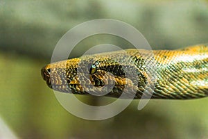 Spotted python photo
