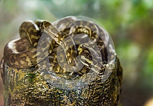 Spotted python photo