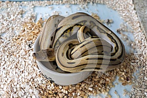 Spotted python snake in a terrarium on white background