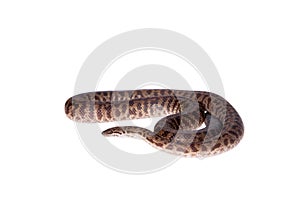 Spotted Python on white background