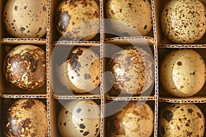 Spotted quail eggs in a cardboard box. A unique valuable product. Proper nutrition