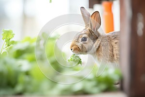 spotted rabbit munching carrot greens in a hutch