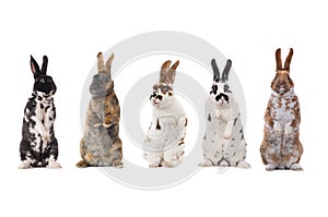 Spotted rabbits isolated on a white