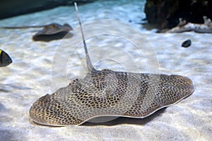 A spotted ray