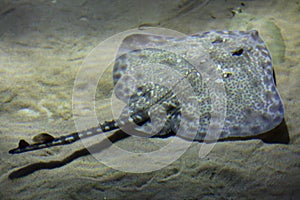 Spotted ray Raja montagui photo