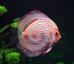 Spotted red discus fish