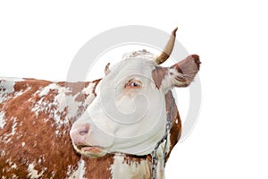 Spotted red and white cow with a big muzzle close up. Cow portrait