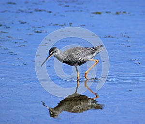 Spotted redshank